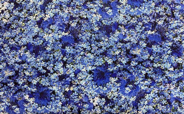 Patchwork stof - blå blomster